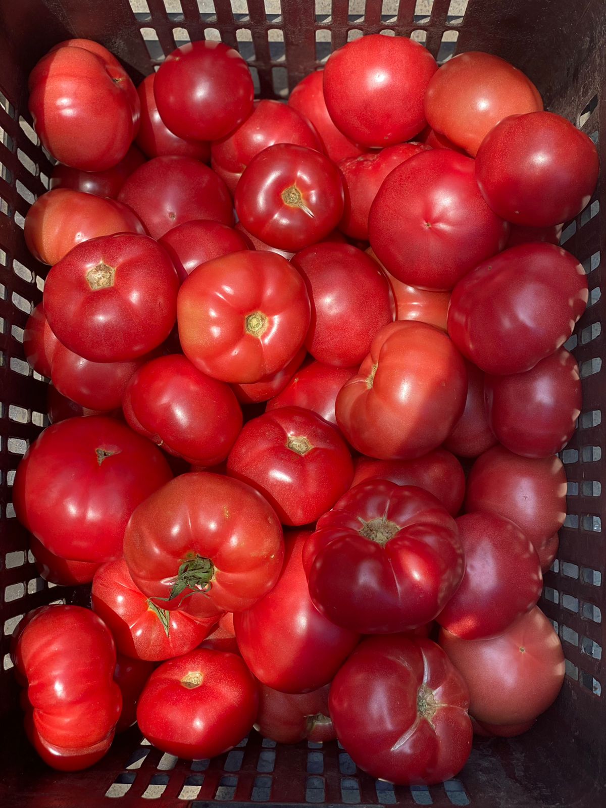 Momotaro Tomato | (Himachal Pradesh) - Organically Grown