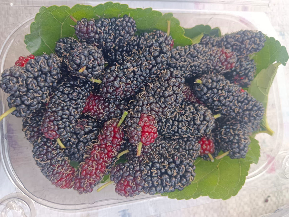 Mulberry | (Shahtoot) - Pune - Organically Grown - Pesticide Free & Chemical Free - 200gm