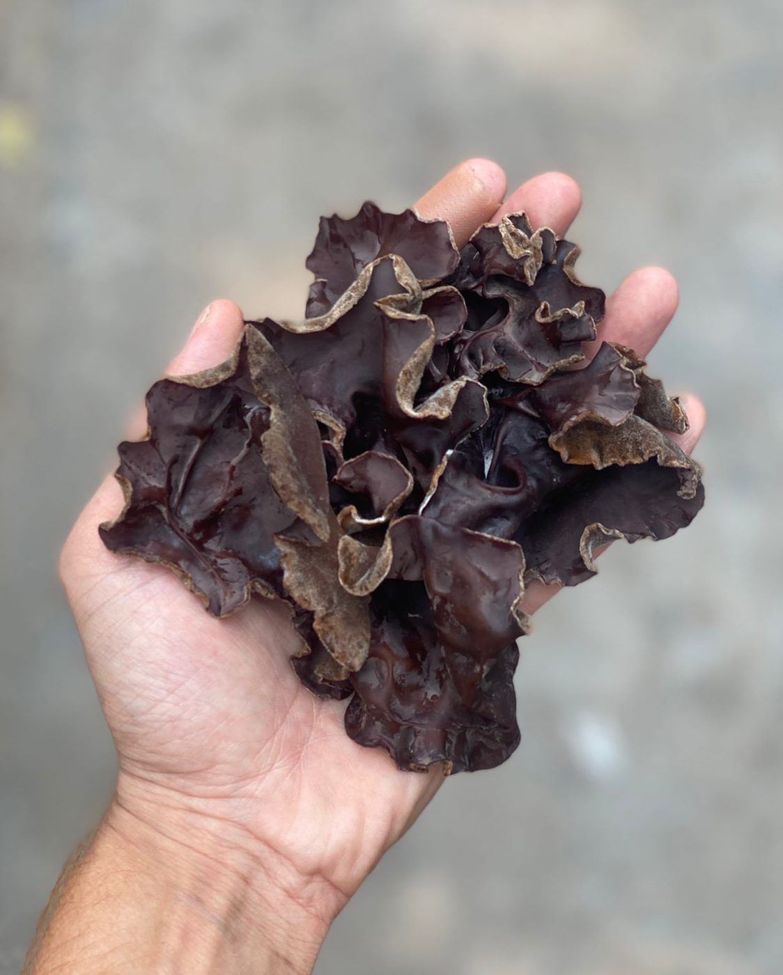 Mushroom | Fresh Black Fungus Mushroom