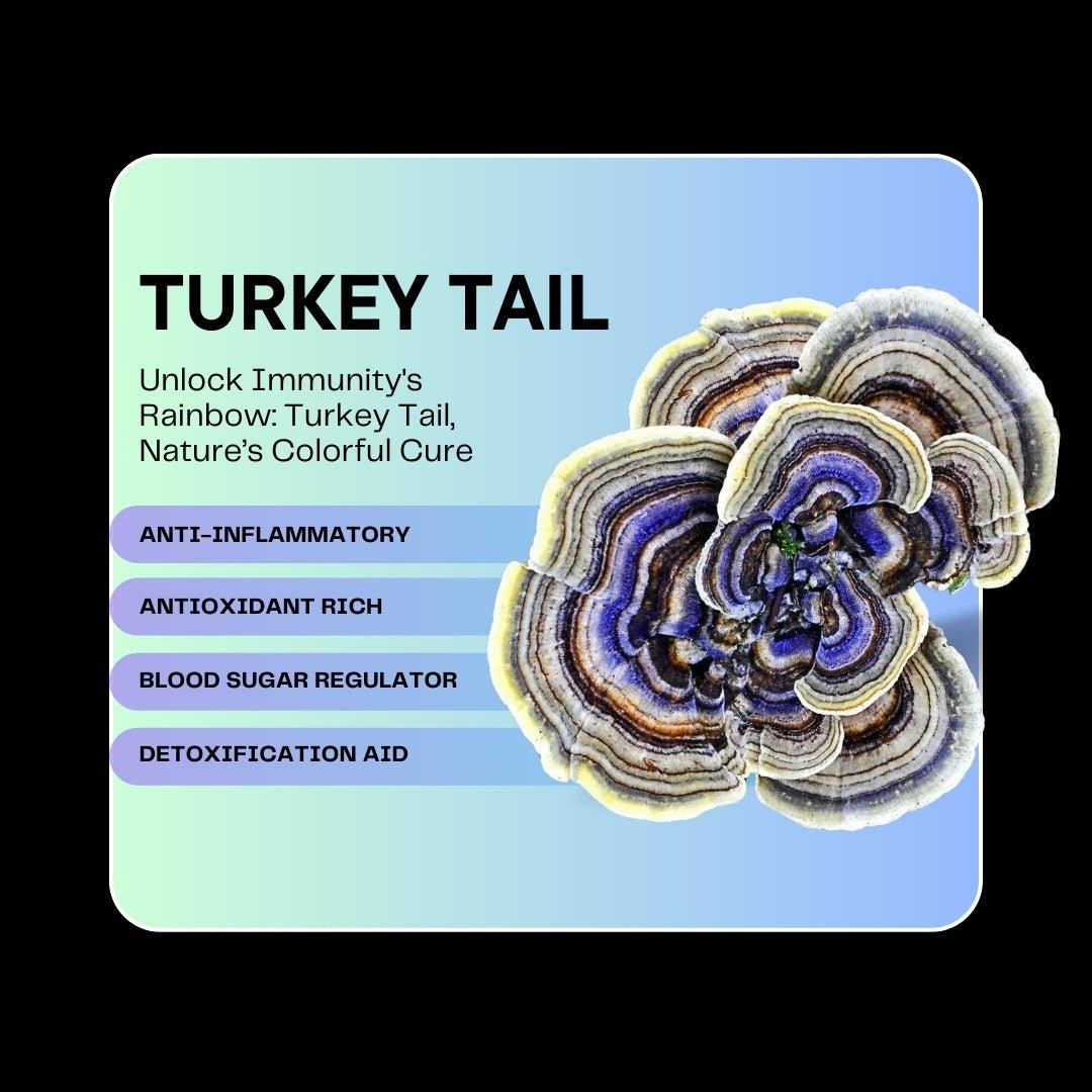 Mushroom Powder | Turkey Tail – Cognitive Function – Gut Support – Immune Support – Vegan, Gluten Free, Cholesterol Free, Soy Free, Peanut Free & Dairy Free – Alchemy Dose – (30 Serving) – 30gm