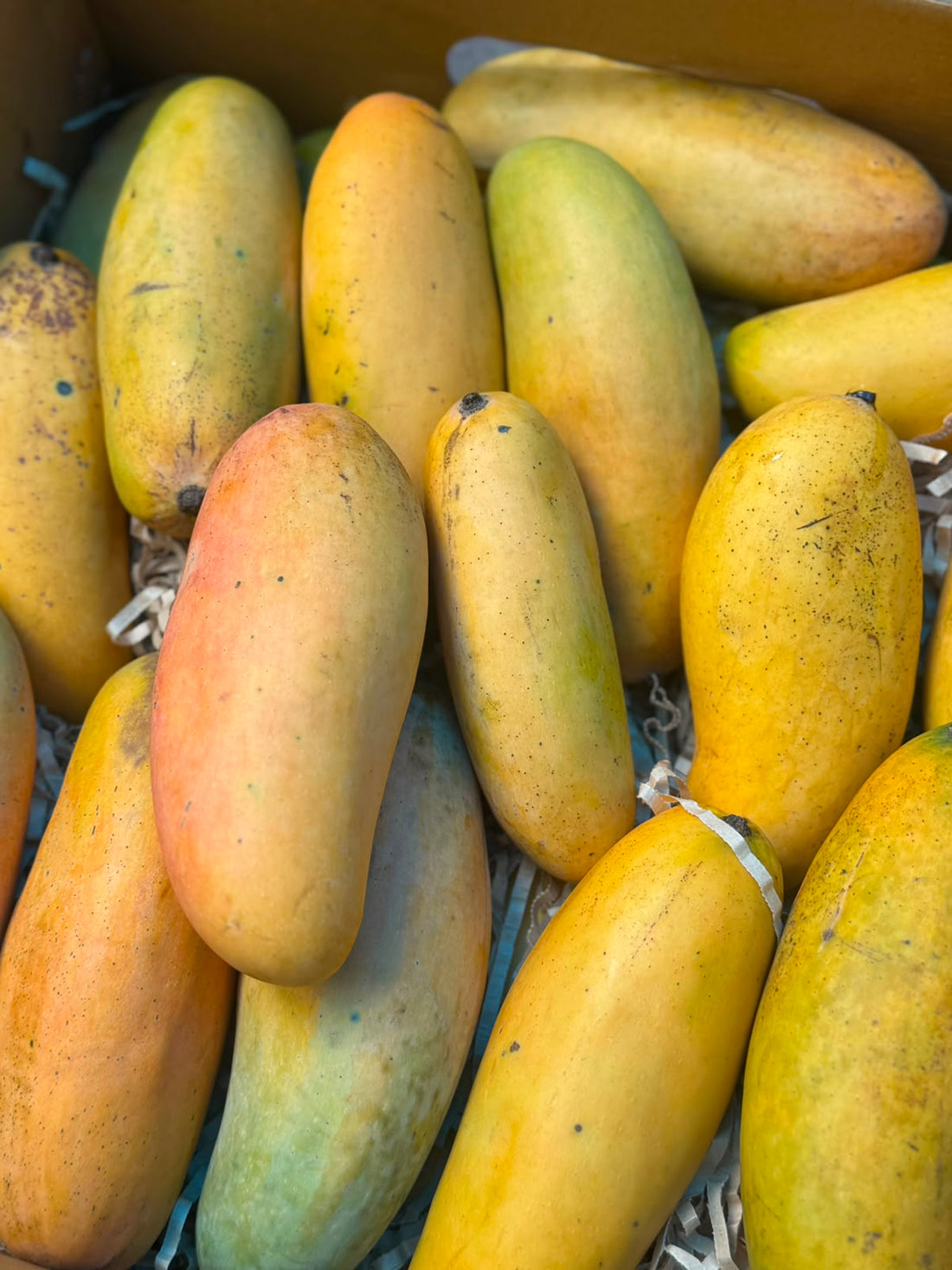 Mango | Nam Doc Thai Mangoes (Saharanpur, Uttar Pradesh)- Organically Grown - Pesticide-Free & Naturally Ripened-Carbide Free