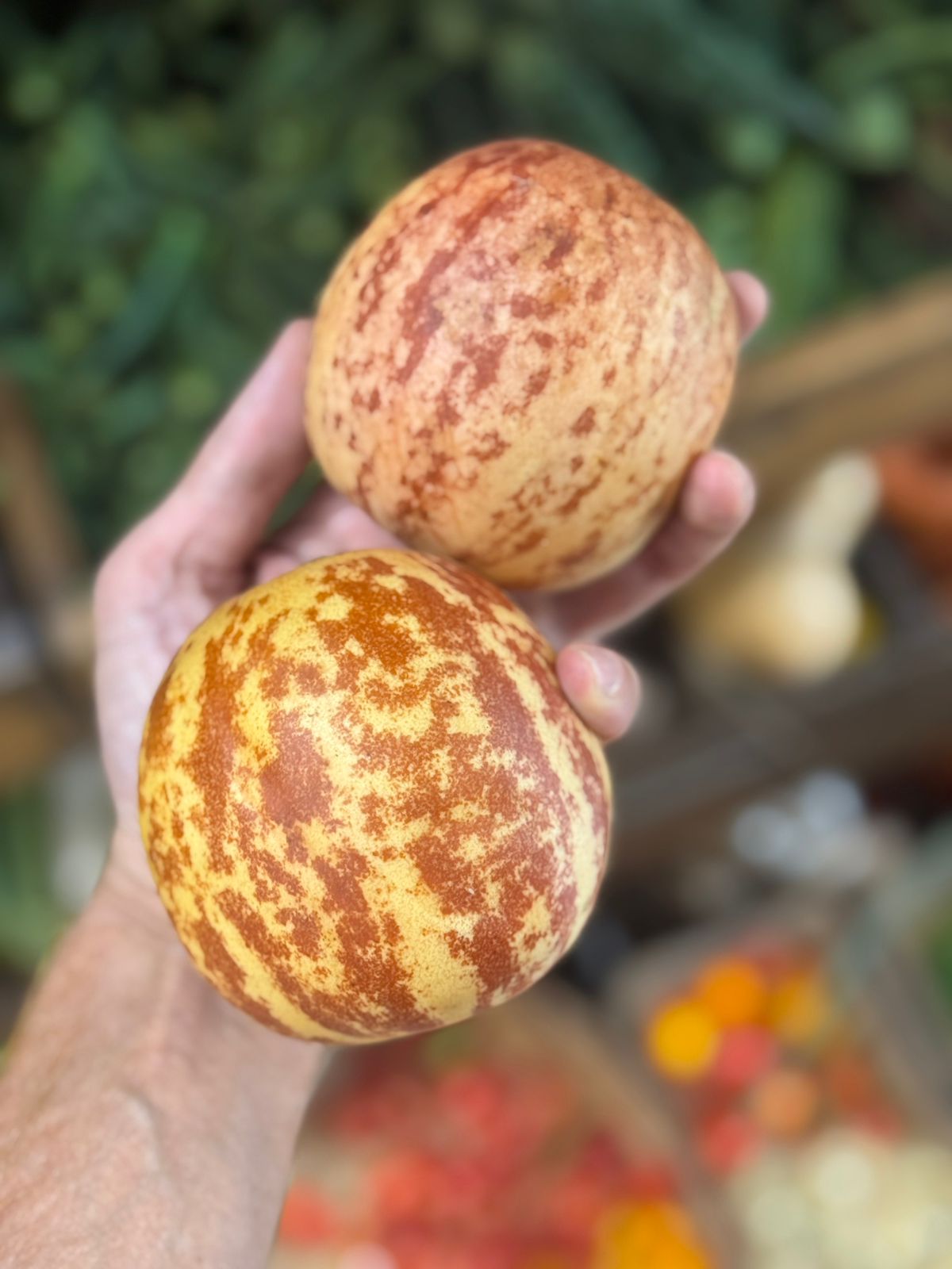 Kachri | Natural Farming (Rajasthan)