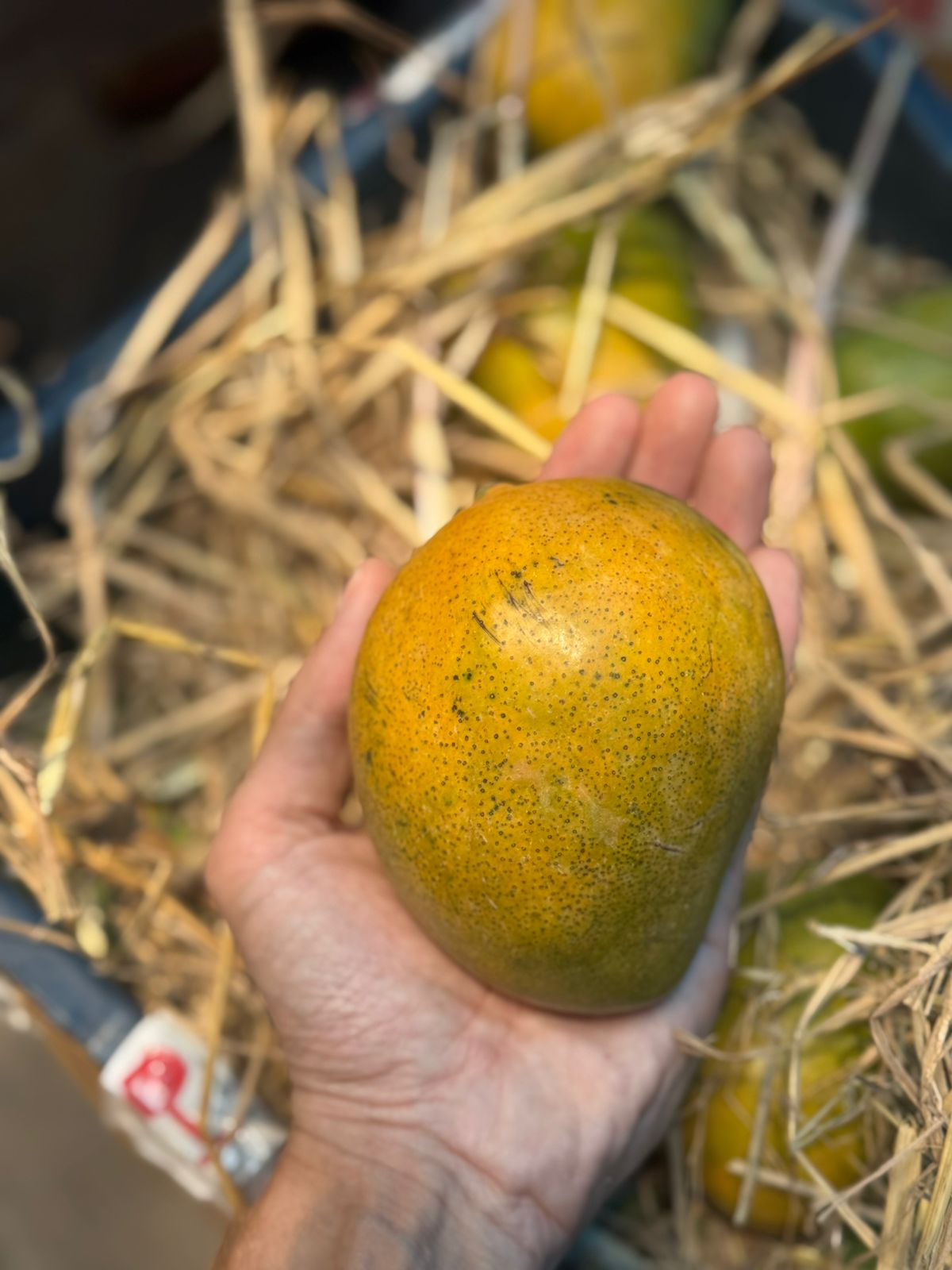 Neelam Mango | Kerala - Carbide Free & Naturally Ripened
