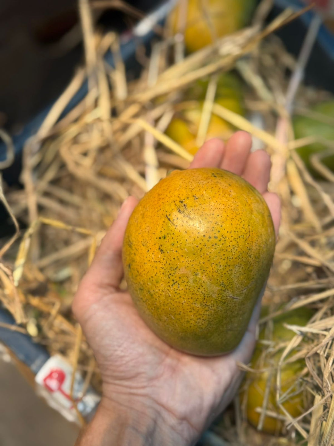Neelam Mango | Kerala - Carbide Free & Naturally Ripened