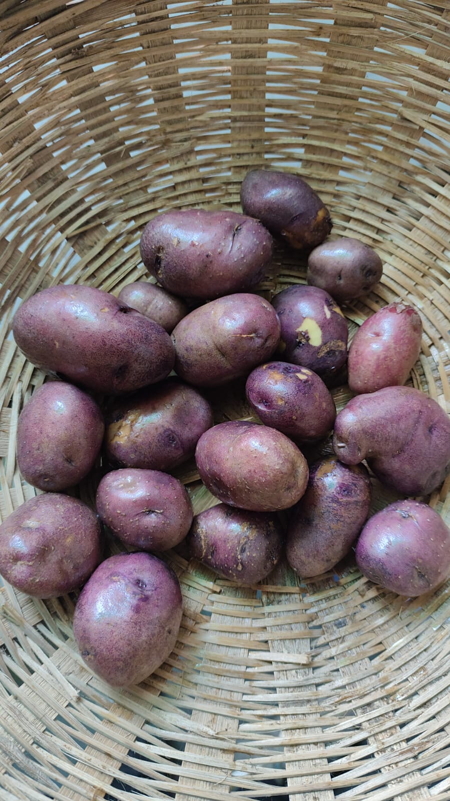 Potatoes | Neelkanth Potatoes (Aloo) - 100% Naturally Grown in Farrukhabad - Organic Farming