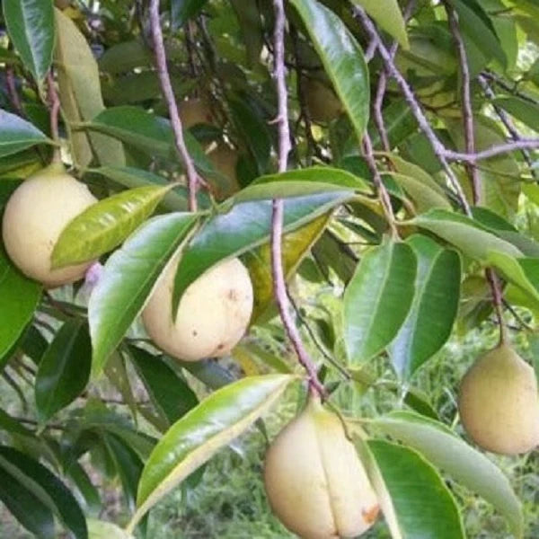 Nutmeg Essential Oil (Myristica Fragrans) - Natural - Indian - Meraki Essentials - 10ml