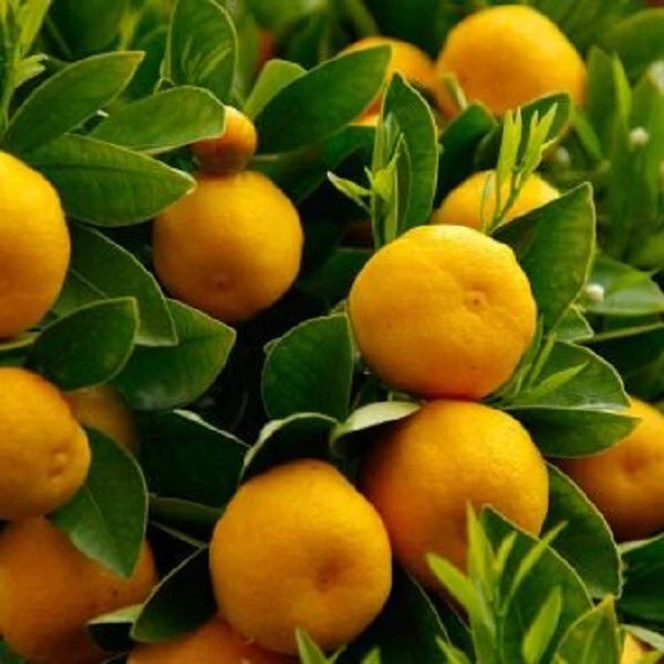 Orange Essential Oil (Cirtus Sinensis ) - Natural - Indian - Meraki Essentials - 10ml