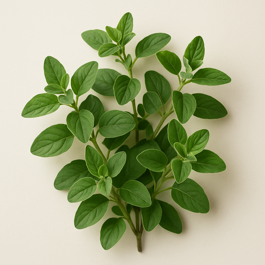 Oregano - 10gm