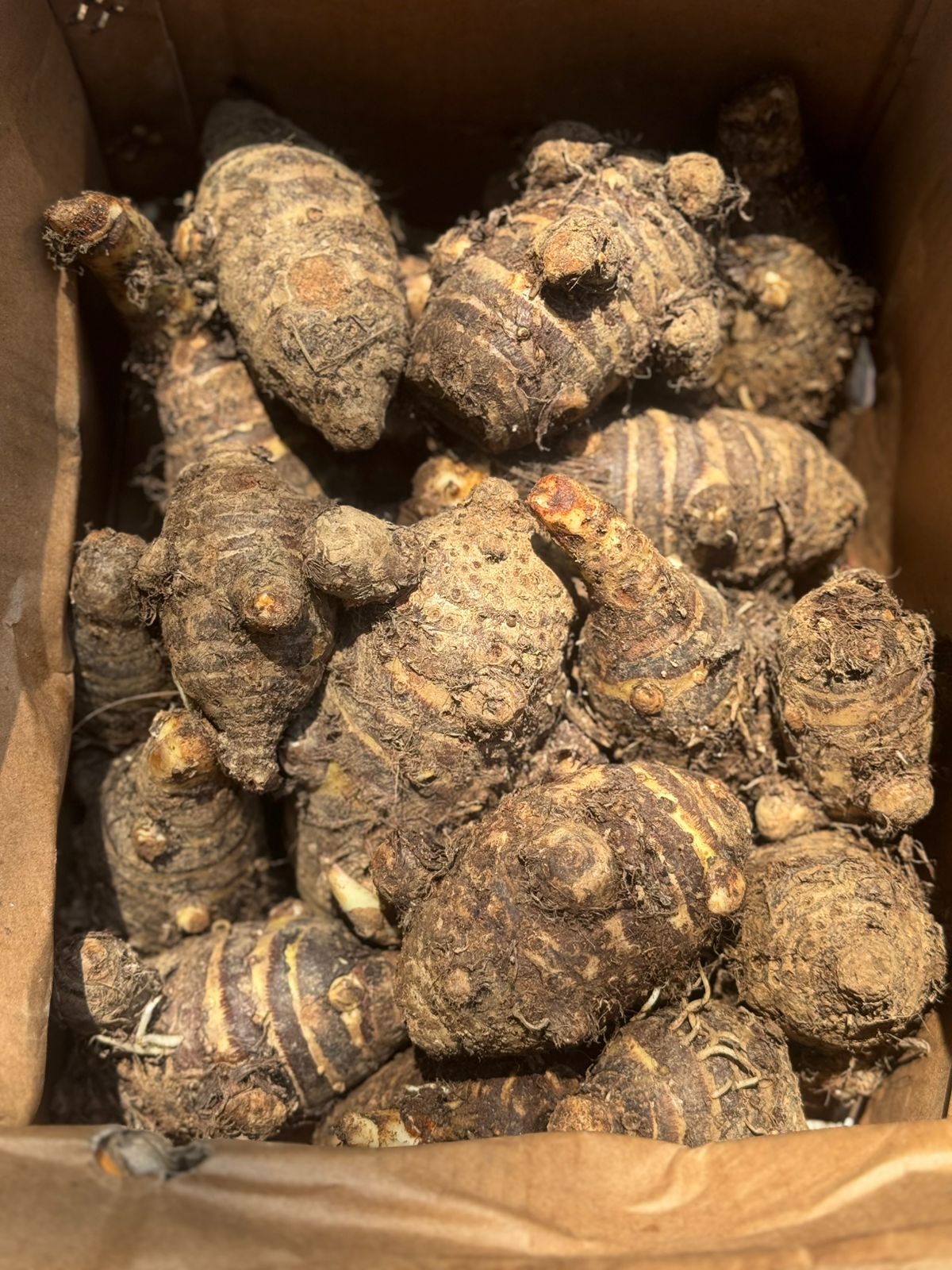 Arbi | Pahadi Arbi (Sangla, Himachal Pradesh) - Organically Grown
