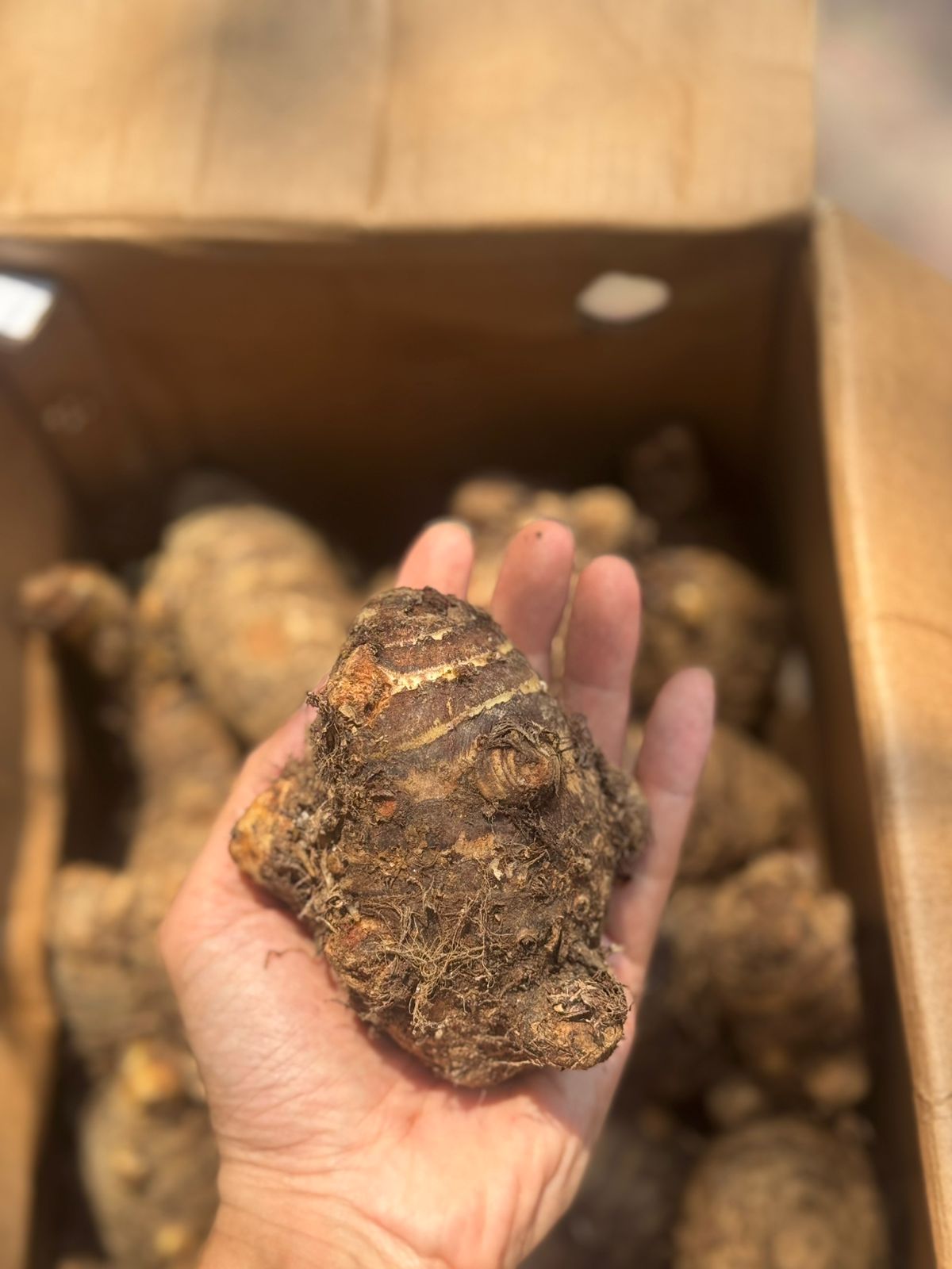 Arbi | Pahadi Arbi (Sangla, Himachal Pradesh) - Organically Grown