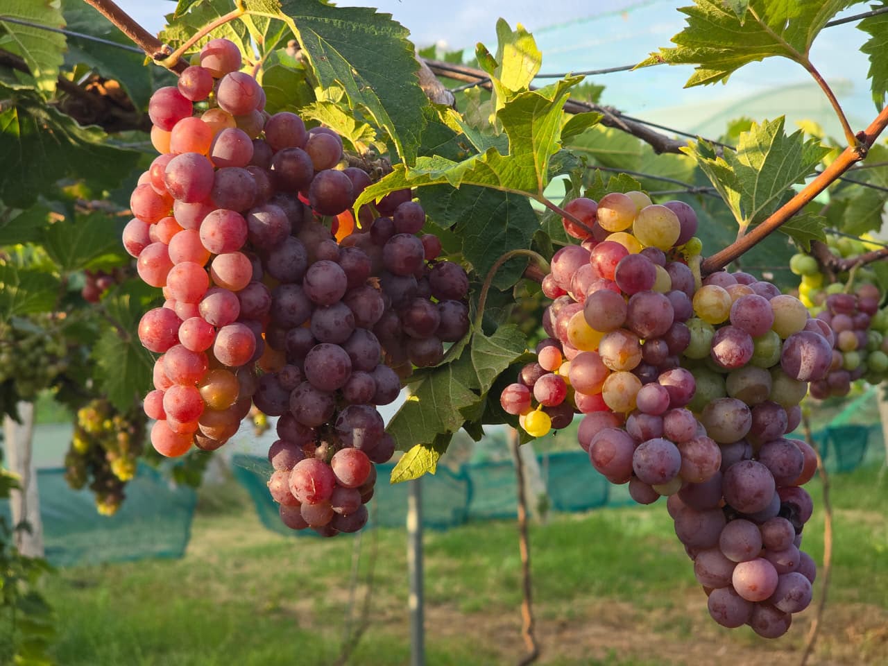 Grapes | Paneer Grapes (Panneer Thiratchai)- Cumbum Valley in Tamil Nadu - Rose Grapes-Certified organic -Organic Growing