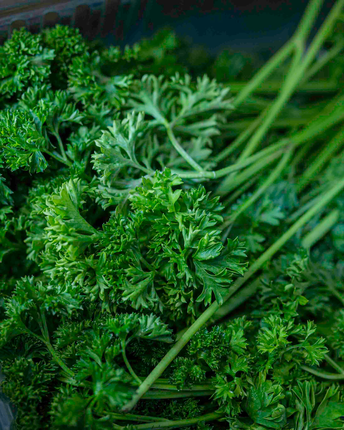 Parsley | (Himachal Pradesh) - Certified organic