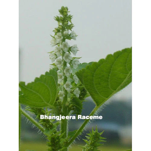 Perrilla Seed | Bhangjeera (Perilla Frutescens) - Himalaya 2 Home - 250gm