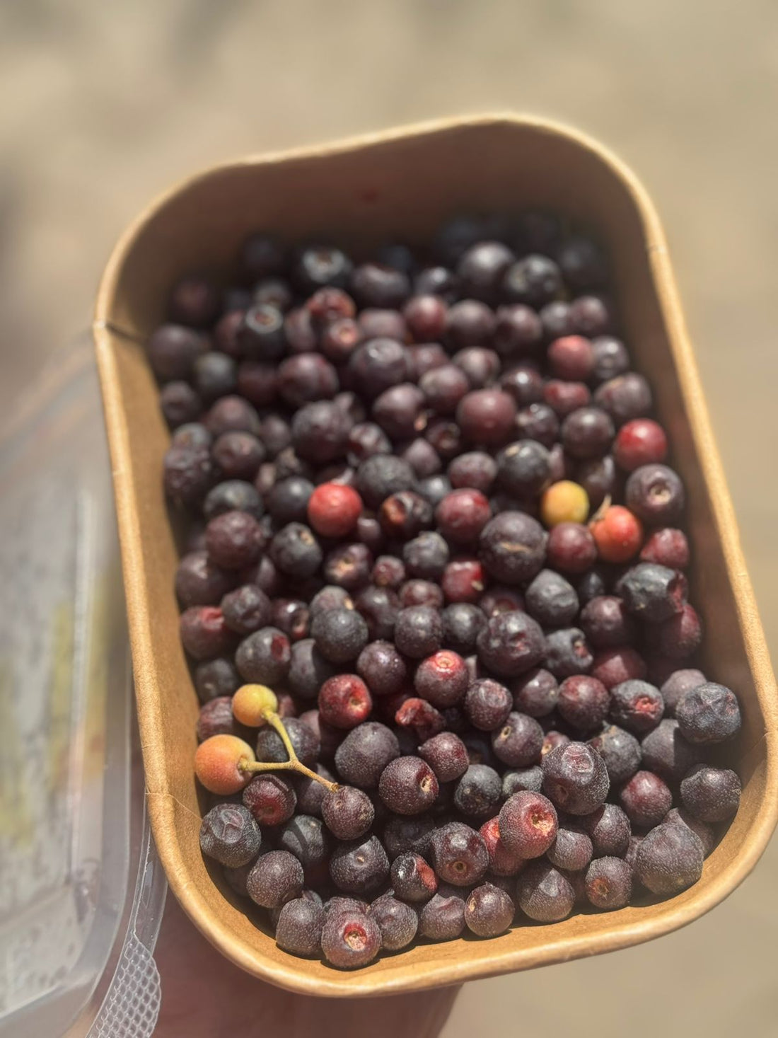 Phalsa (Grewia Asiatica) - Natural Farming - 500gm