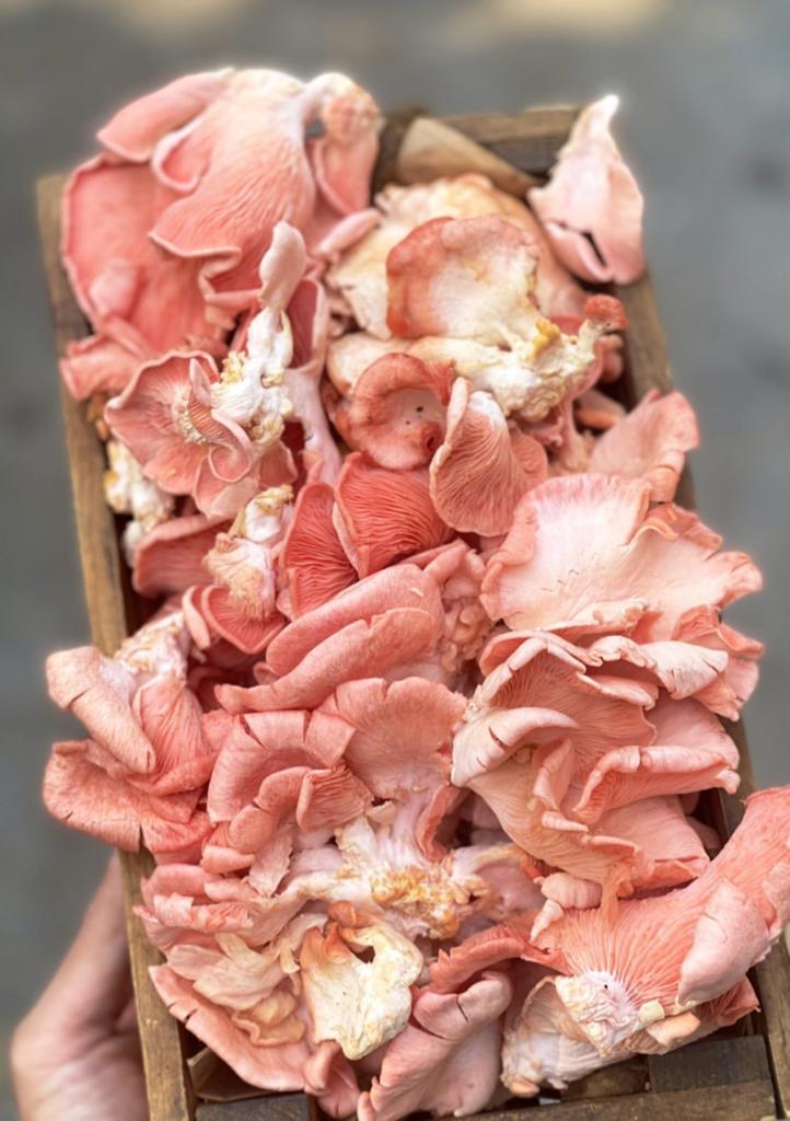 Pink Oyster Mushrooms | Promotes Heart Health, Supports Better Immune Function & Improves Metabolic Health