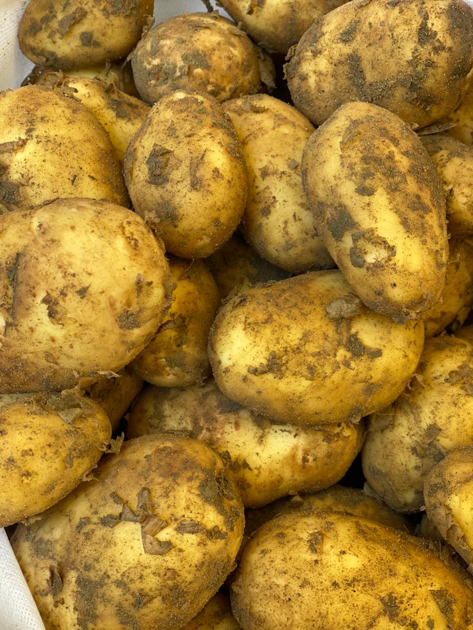 Potatoes | (Sonipat) - Good Source Of Fiber - Certified Organic