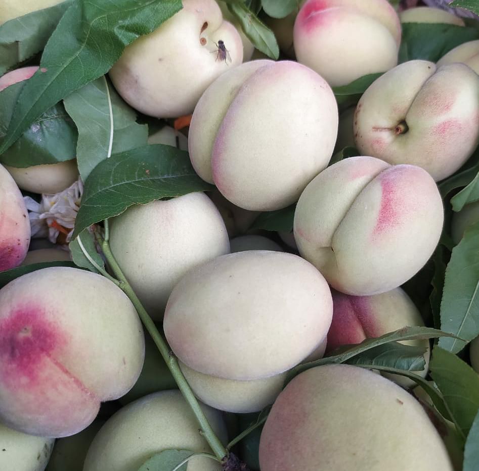 Prabhat Peach | Saharanpur – Good source of vitamins C, K & E – Organically Grown
