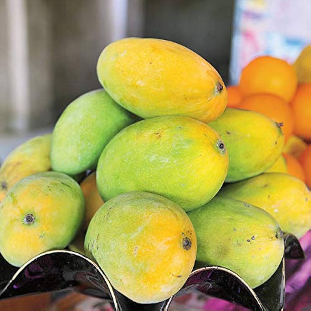 Mango| Priyoor Mango - Naturally Grown in Kerala - Chemical-Free & Carbide-Free -Free & Naturally Ripened - Organically Grown