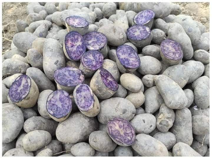 Potato | Purple Congo Potatoes (Paonta Sahib) – Organically grown