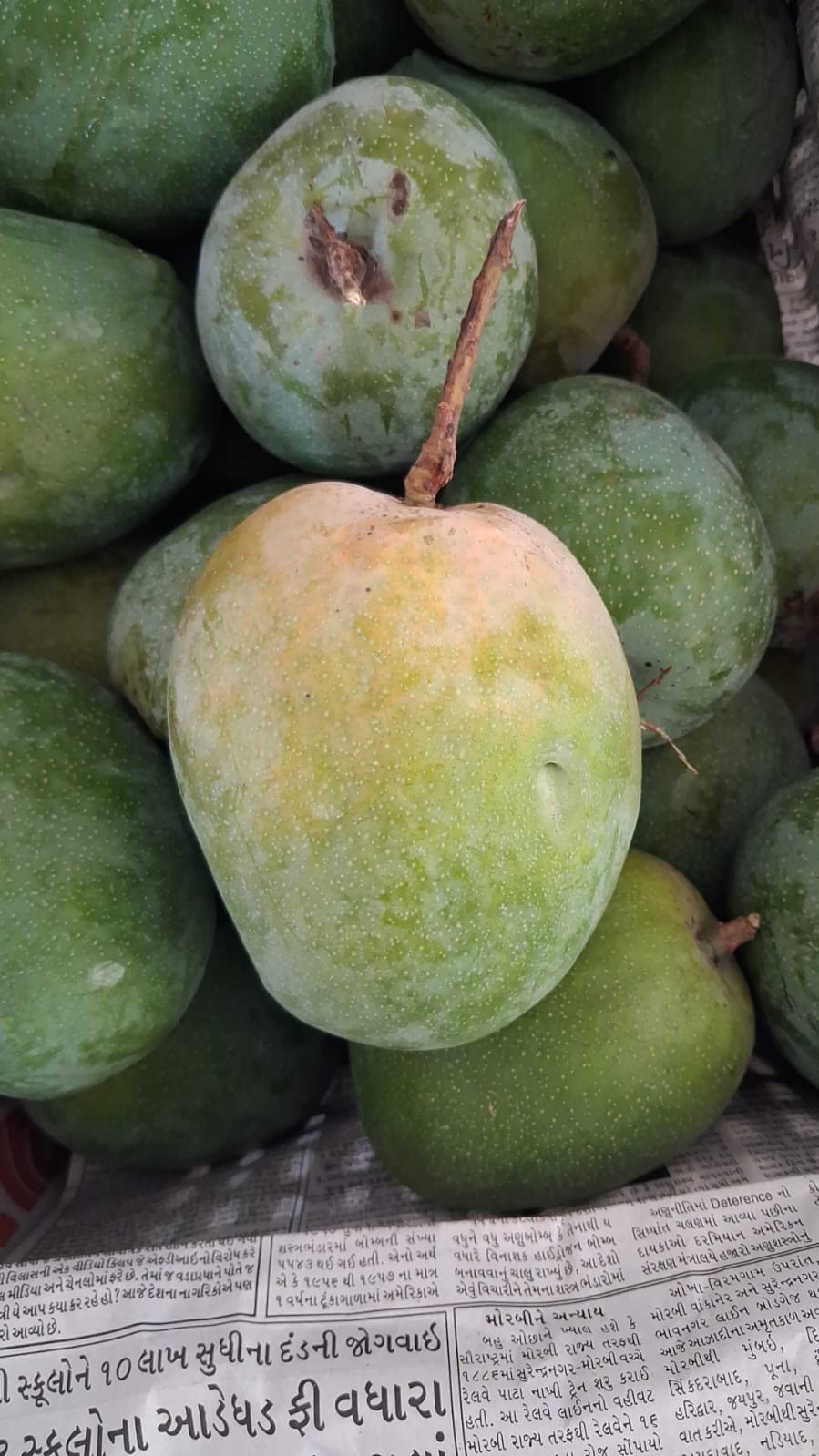 Mango| Rajapuri Mangoes - Godavari Farmers FPO (Nashik Subhash Palekar Krushi - Chemical & Carbide Free -Naturally Ripened - Organically Grown