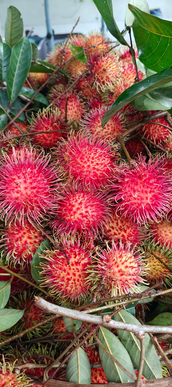 Rambutan | (Kerala)