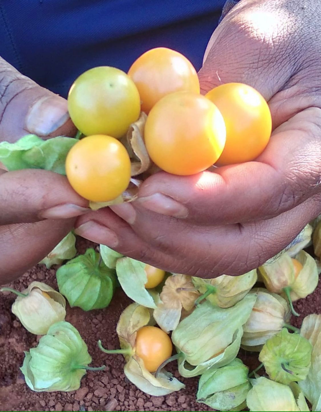 Rasbhari | Cape Gooseberries – Mahabaleshwar – Low In Fat, Eases Digestion, Rich in Vitamin A, Rich in Antioxidants – 200gm