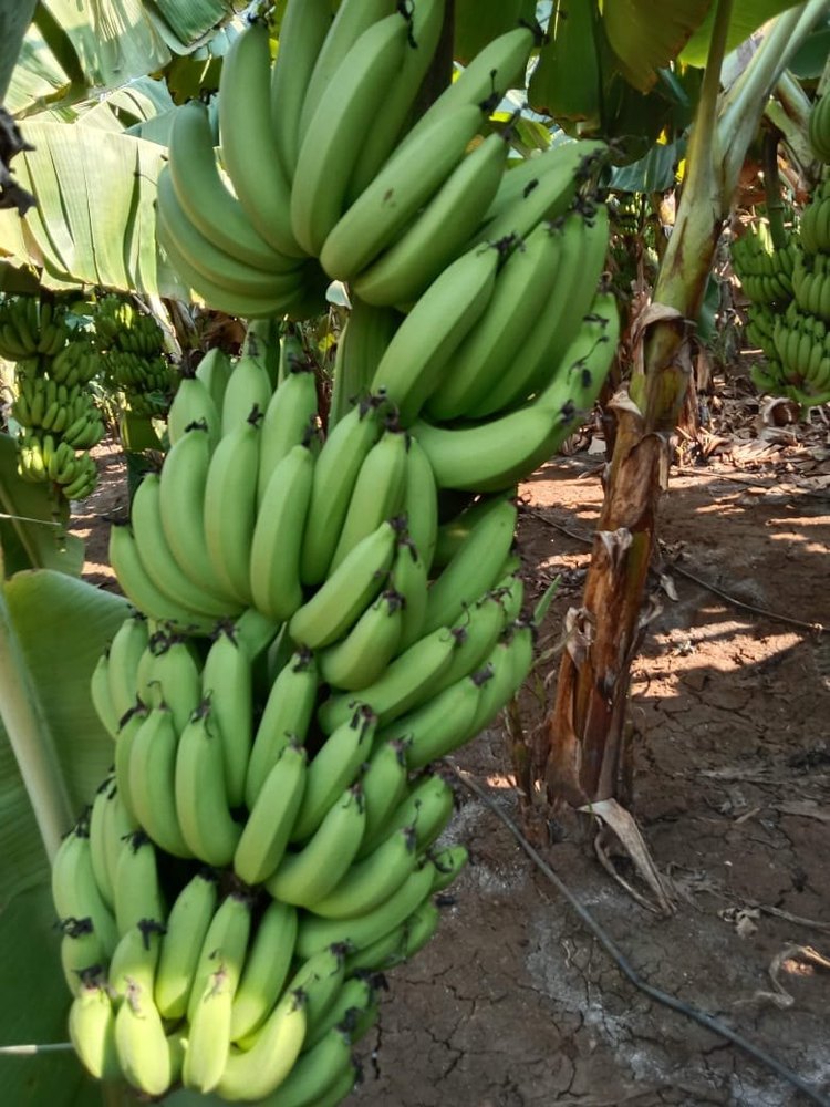 Banana | Raw Green Banana – High Fiber & Prebiotic Content-Pesticide-Free Cultivation – Organically Grown