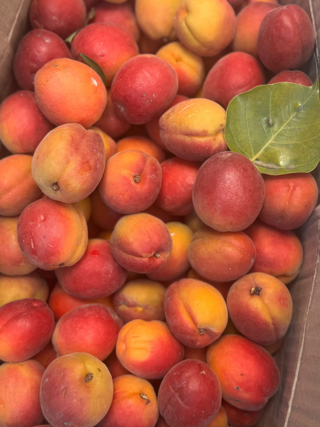 Red Apricot (Stone Fruit) -Himachal Pradesh- Healthy Mountain Fruits- Organically Grown