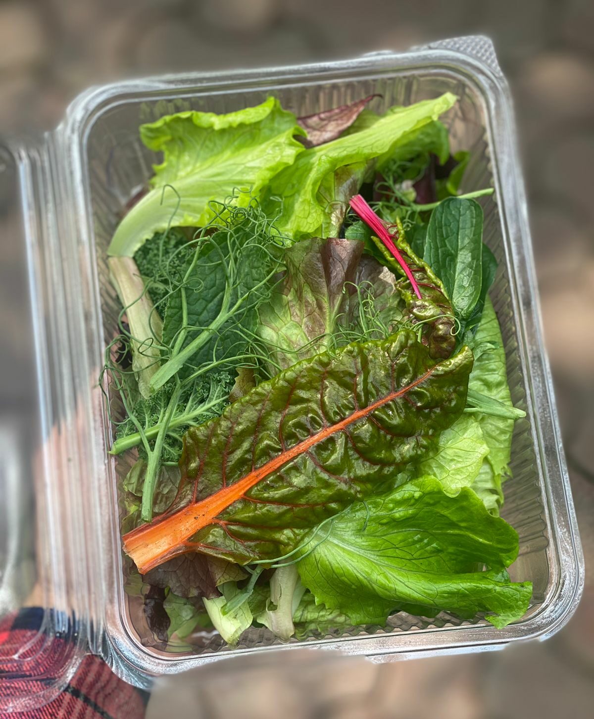 Salad Mix | Bistro Salad Mix – Organically Grown – 1 Box