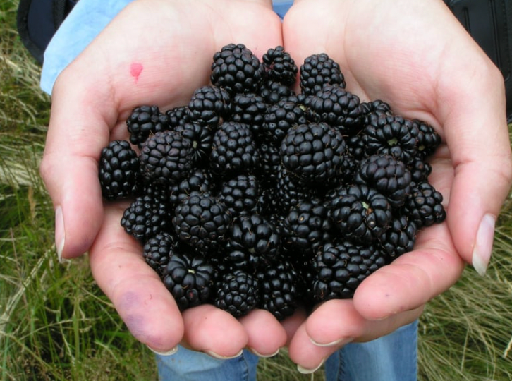 Blackberries - Himachal Pradesh - Naturally Grown - 125gm