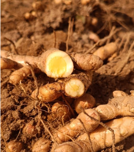 Mango Haldi - Organically Grown - Udupi - 250gm