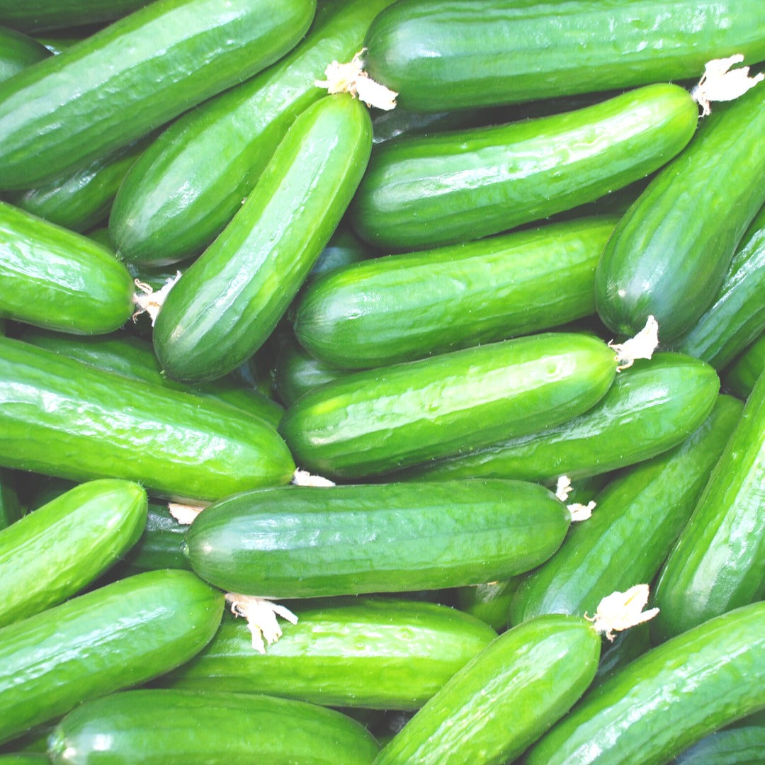Seedless Cucumber (Himachal Pradesh) - Certified Organic