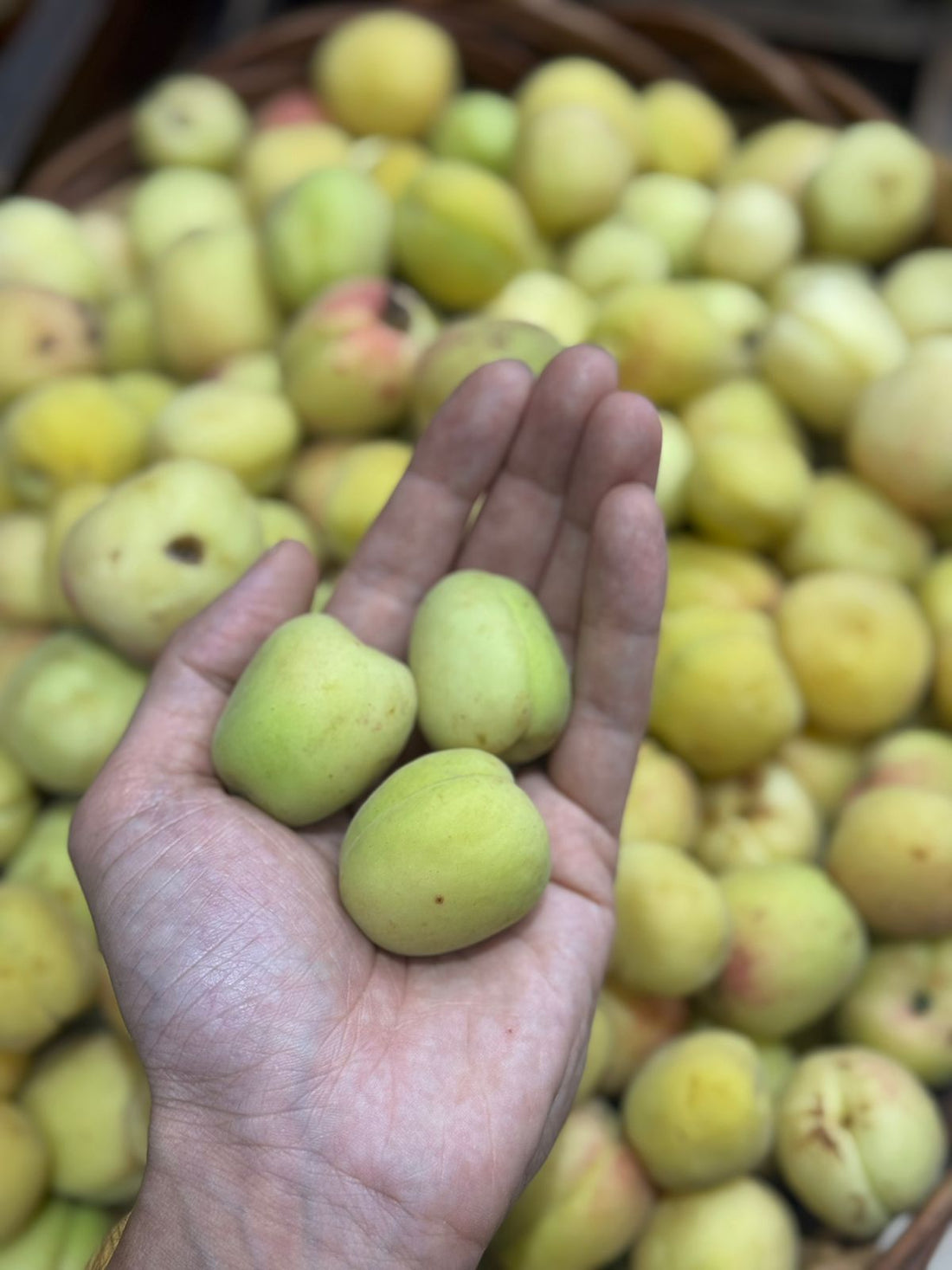 Apricot Fruit | Shakarpara Apricot (Pachhad, Sirmaur, Himachal Pradesh) - Organically Grown