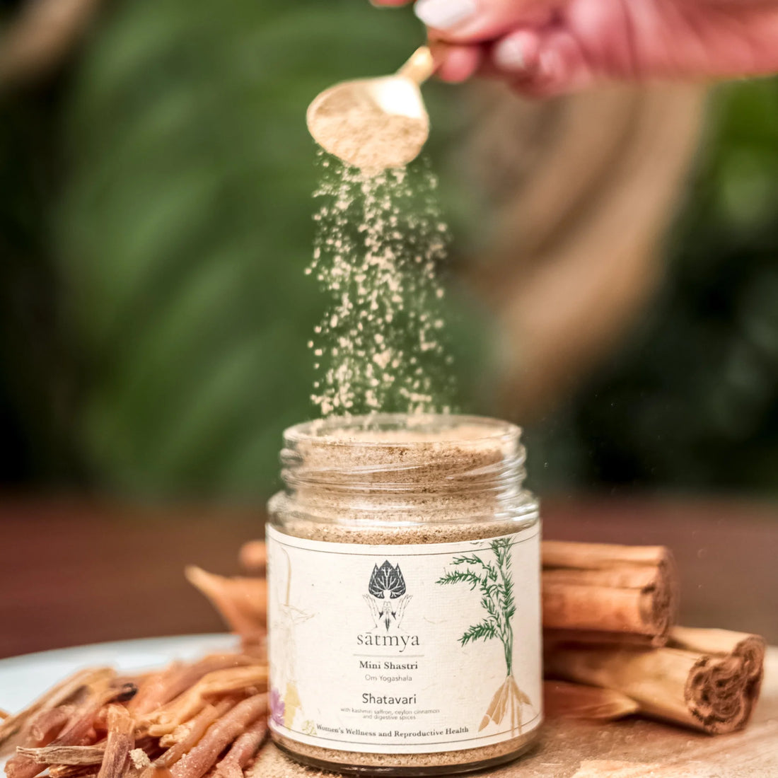 Shatavari Powder | (With Kashmiri Saffron, Ceylon Cinnamon & Digestive Spices) - All Natural - Immunity Booster, No Added Sugar, No Artifial Colour & Flavour - Satmya - 100gm