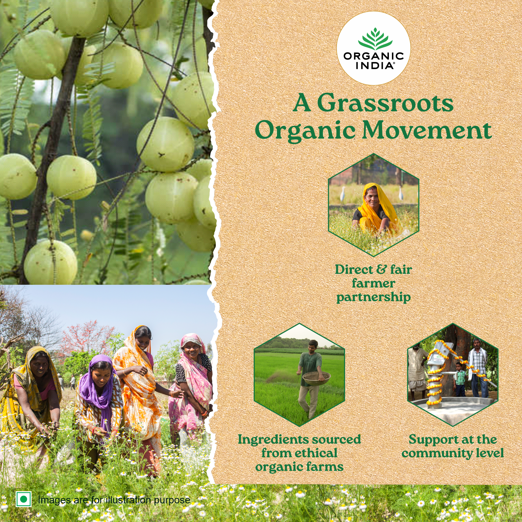 Simply Chamomile Tea (Soothing & Relaxing) - Caffeine Free - Organic - Indian – Organic India – 25 Tea Bags