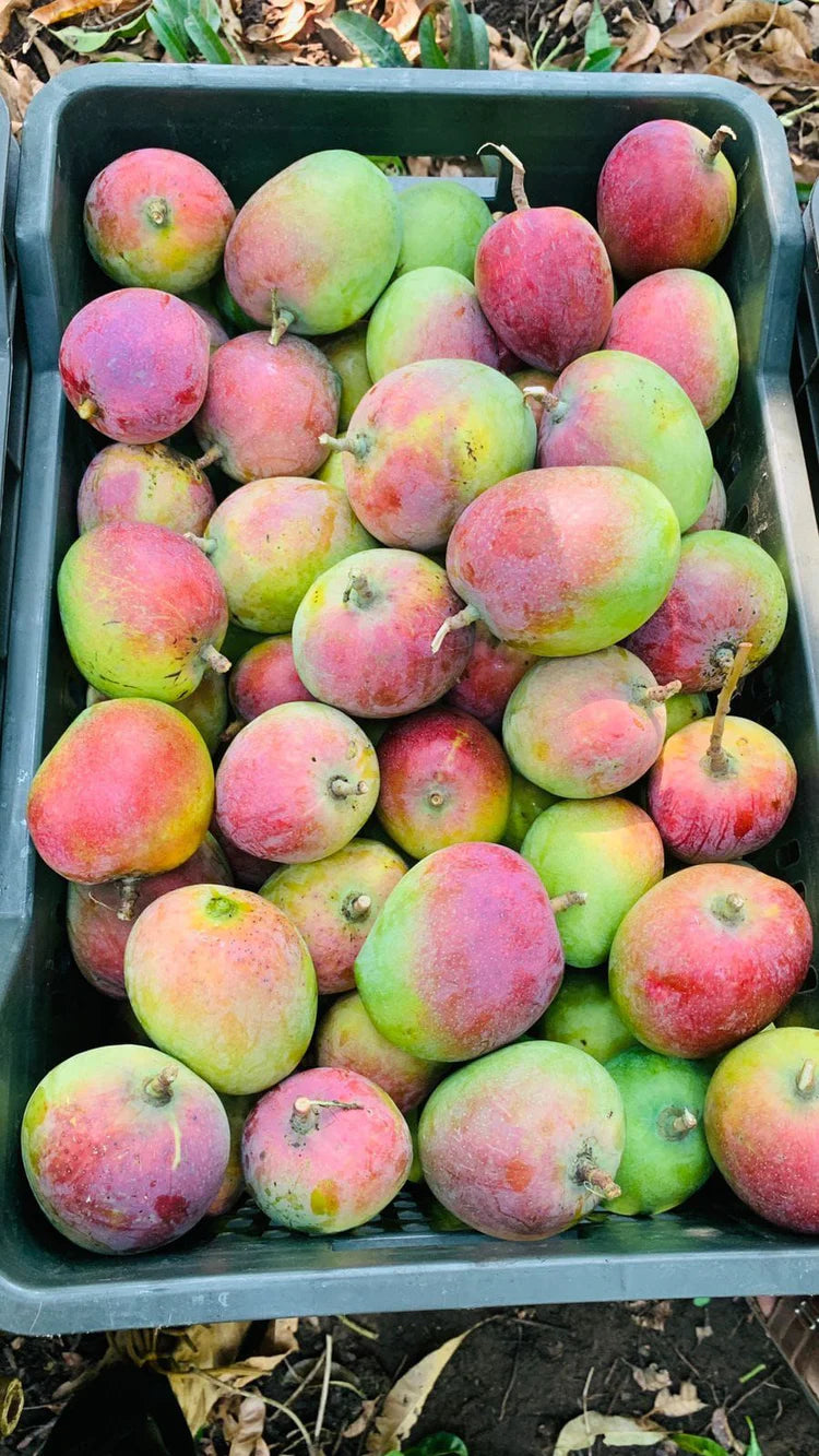 Mango | Sindhoori Mangoes (Kerala) - Organically grown- Naturally Ripened & Carbide Free
