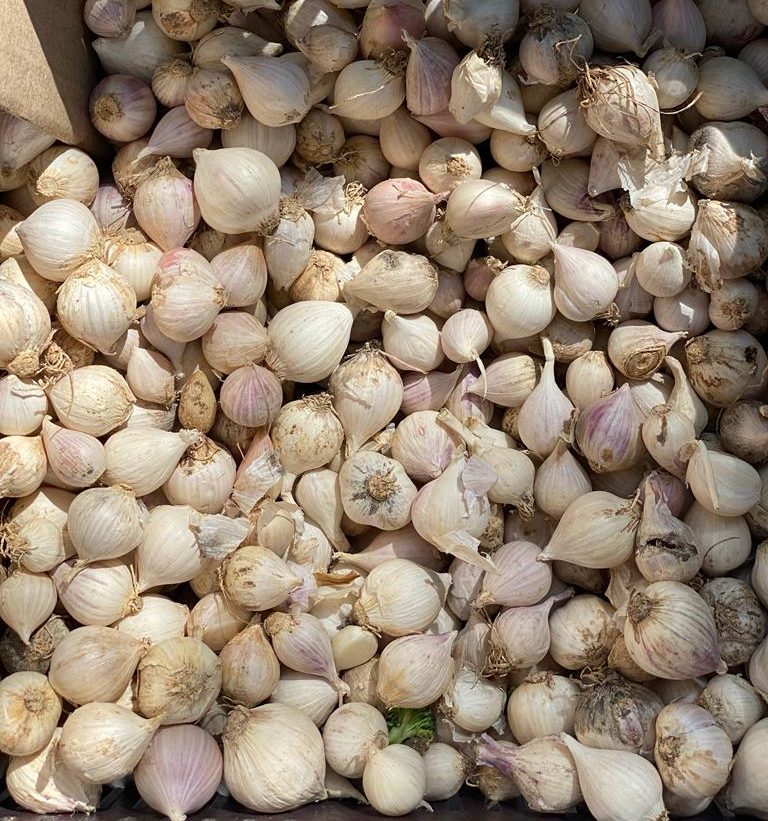 Single Clove Garlic | Reduces High Cholesterol Levels, Fights Diabetes & Helps Fight Cancer