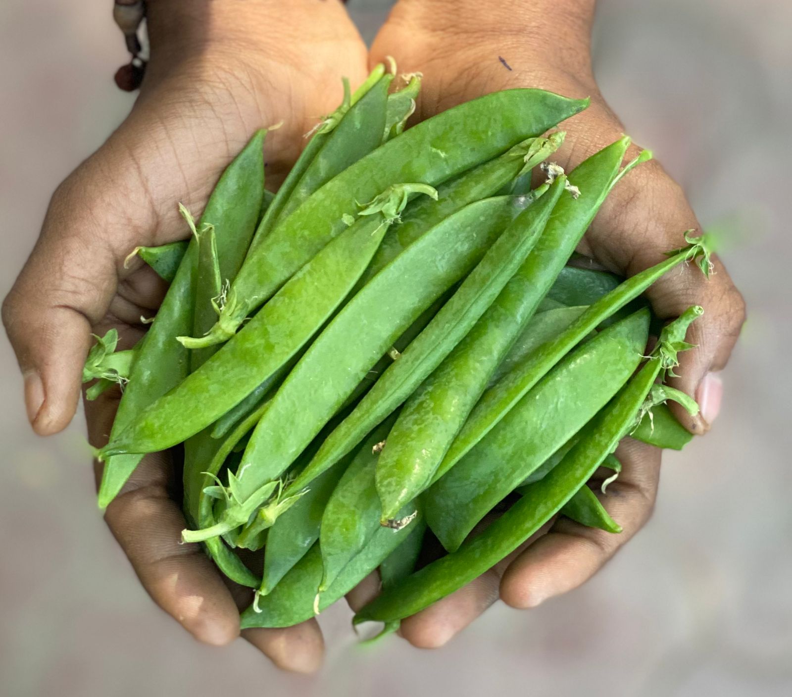 Snow Peas | (Himachal Pradesh) - Organically Grown