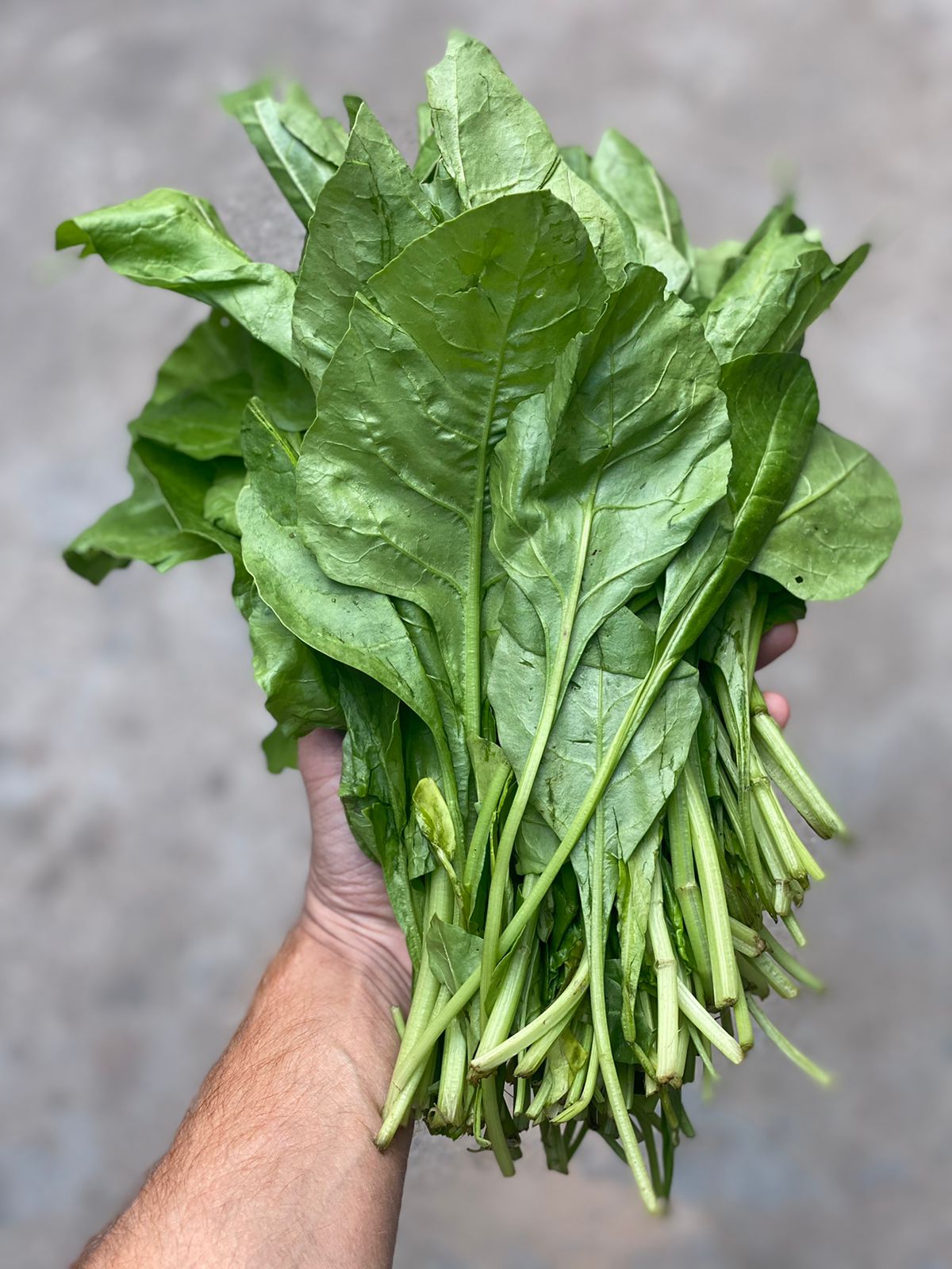 Spinach | Sonipat) - Rich in Vitamin A, C, K1, Folic Acid, Iron & Calcium - Certified Organic