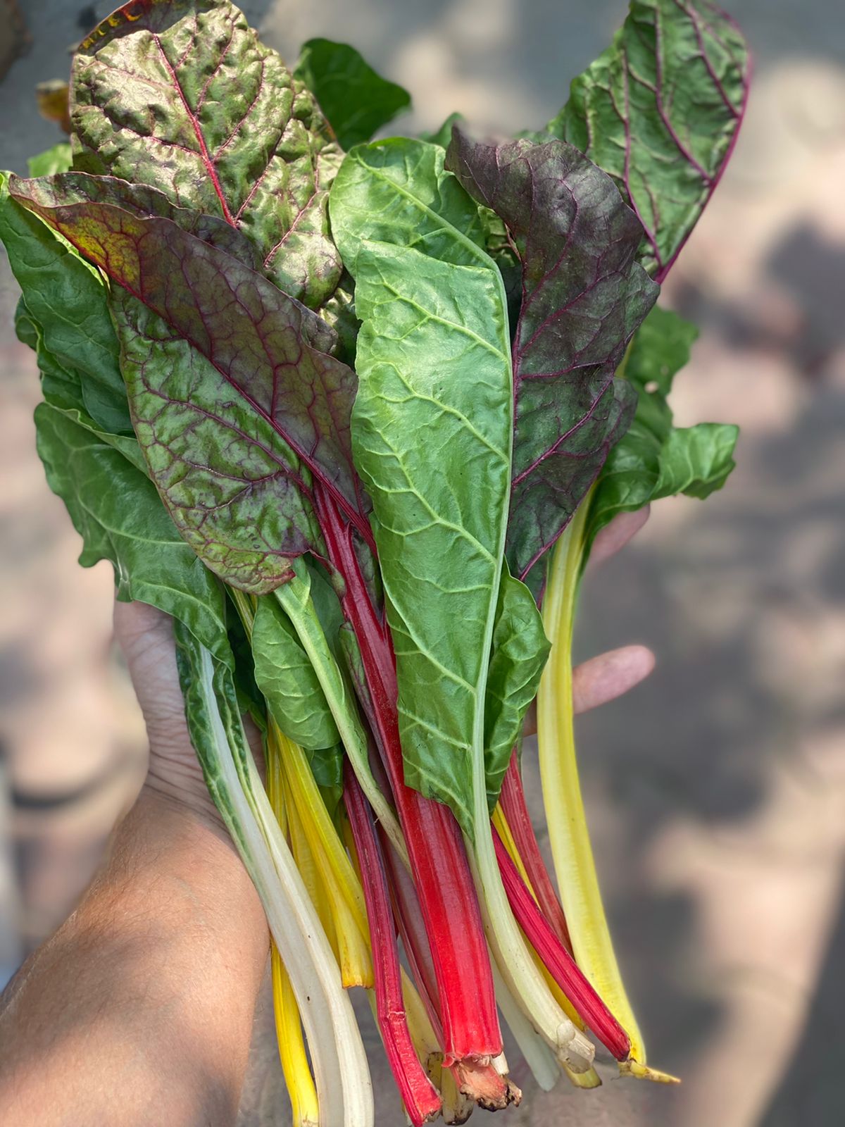 Swiss Chard Rainbow | (Himachal Pradesh) – Rich In Vitamin A & Vitamin K – Organically Grown