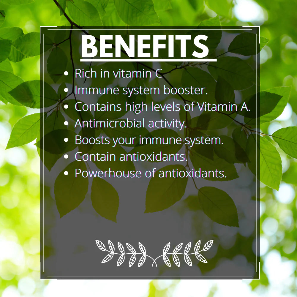 Tea | Pine Needle - Dried Tea Cut - Himalayan Sourced - Traditional Medicinal Tea - Organic - High In Vitamin C And A, Caffeine Free & No Added Sugar - Vaastavik - 100gm