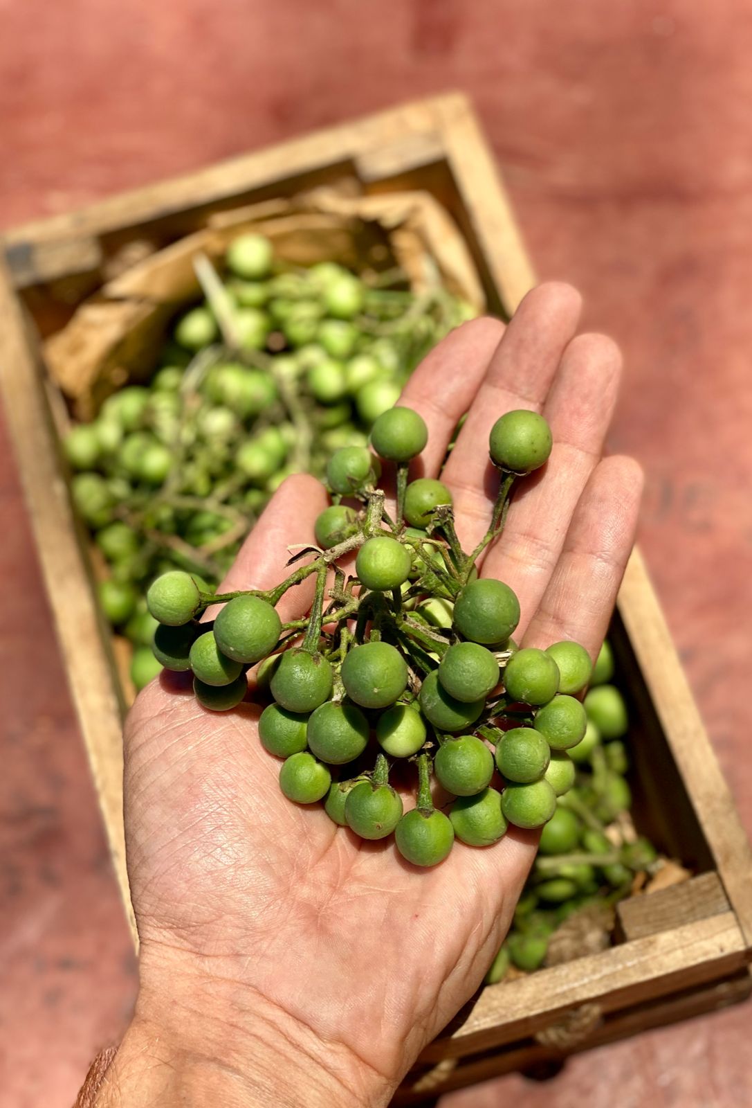 Thai Brinjal (New Delhi) - 150gm