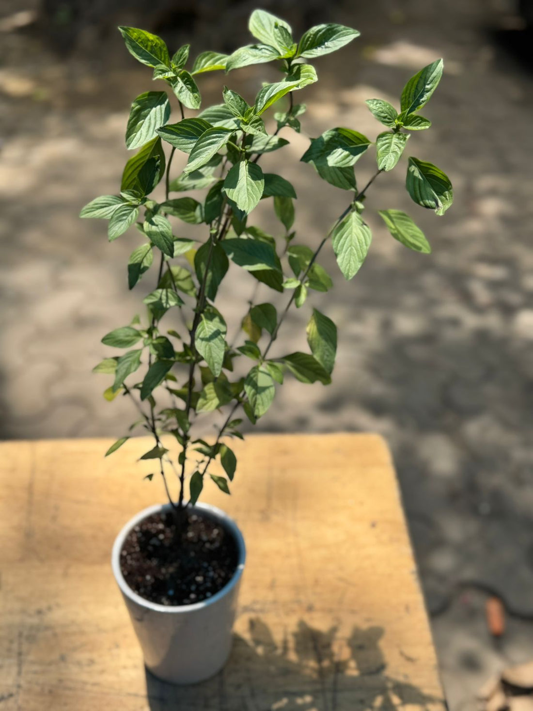 Thai Basil Pot