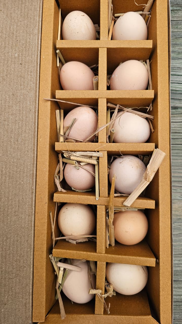 Eggs | Free Range Eggs – Cage Free, No Antibiotics & Hormone Free - The Backyard Farms - 12 Eggs