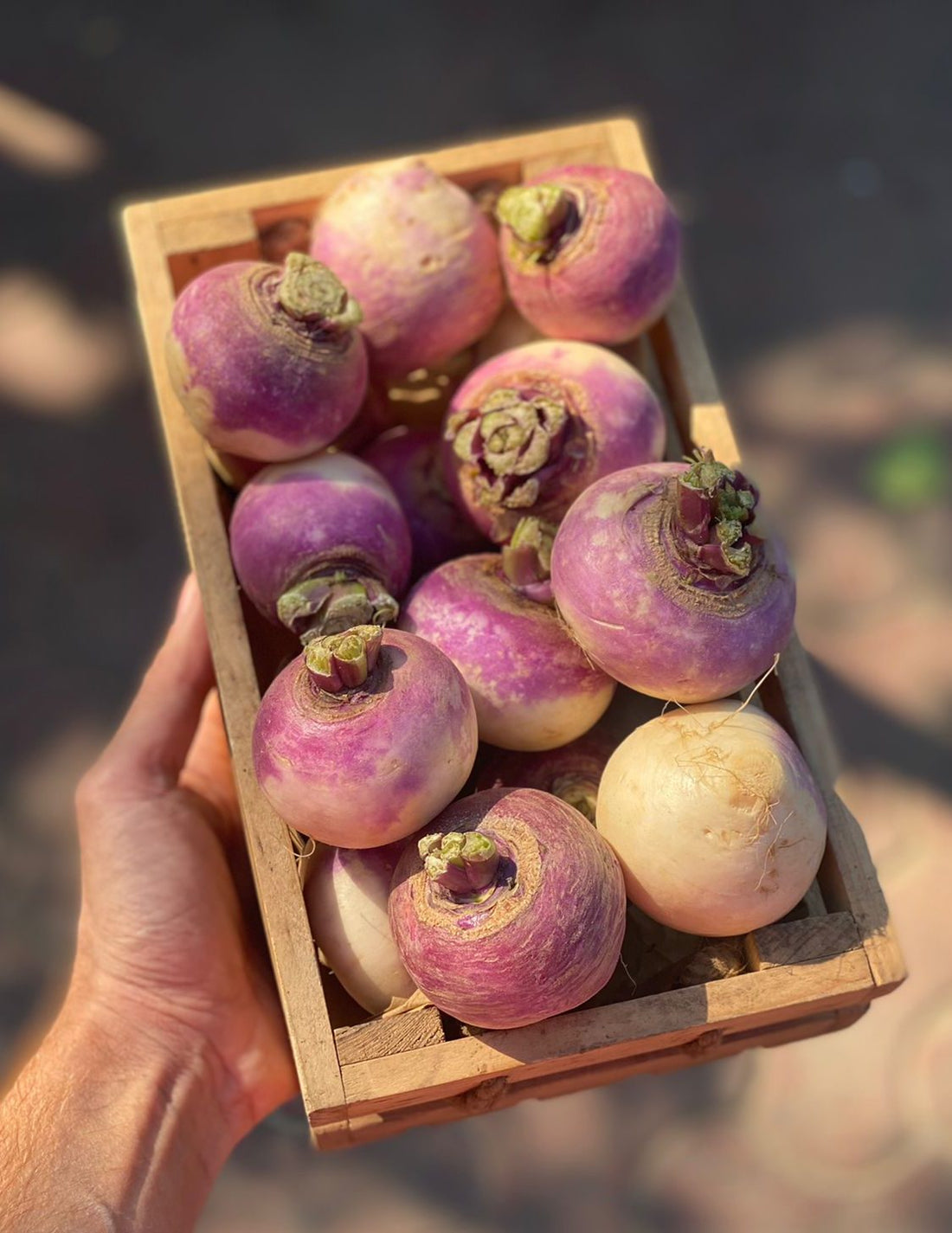 Turnip (Shalgam) | Sonipat – Rich In Vitamin C, High In Fiber & Potassium – Certified Organic