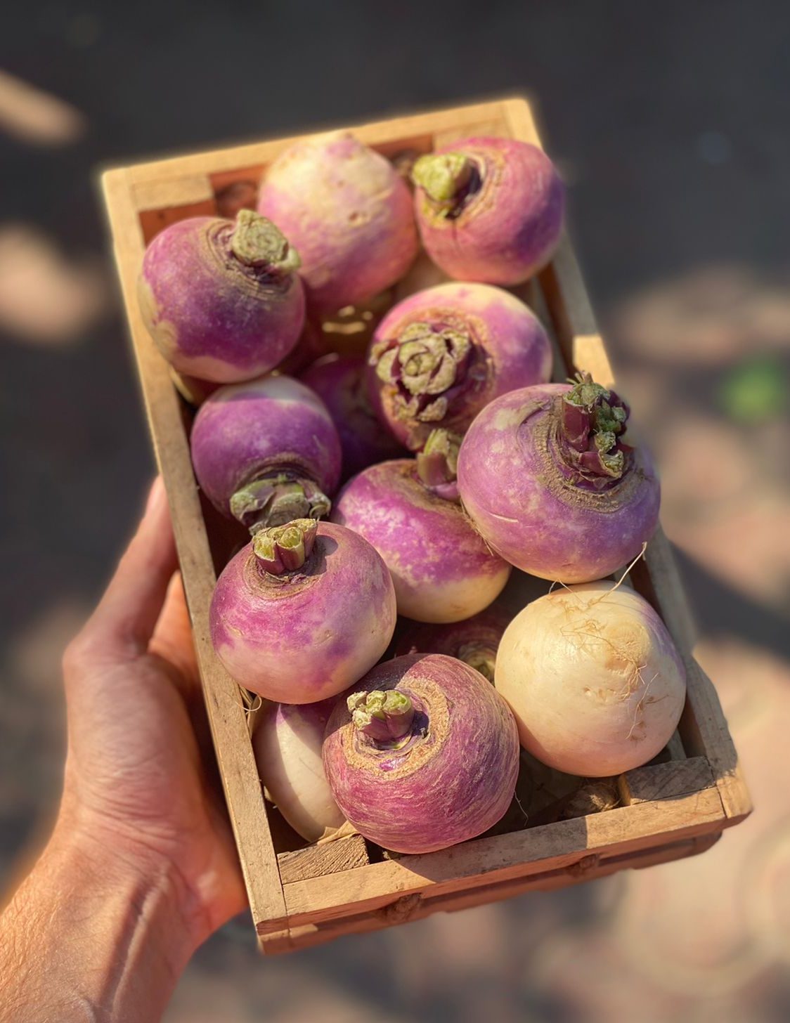 Turnip (Shalgam) | Sonipat – Rich In Vitamin C, High In Fiber & Potassium – Certified Organic