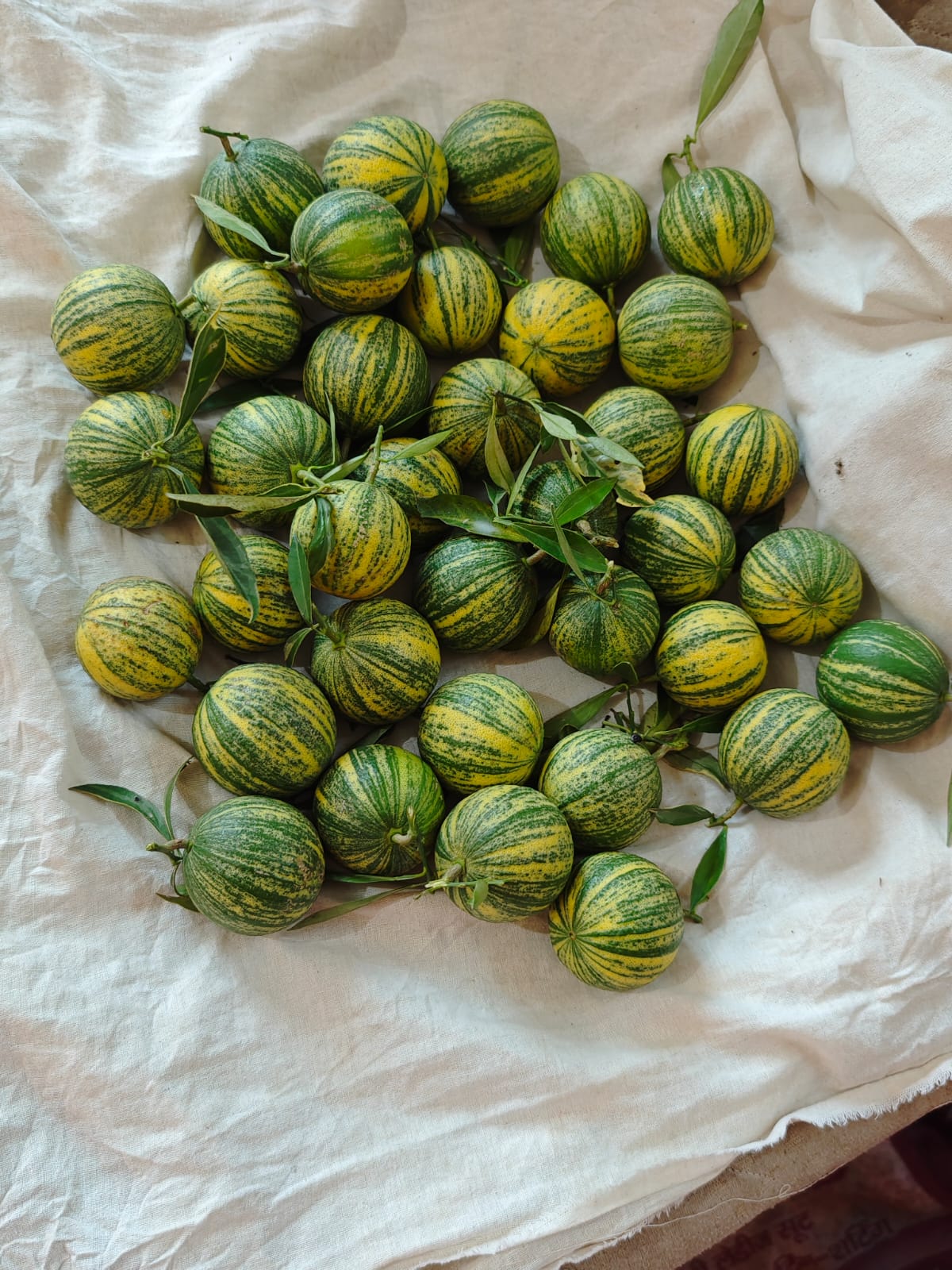 Lemon | Verigated lemon ( Saharanpur, Uttar Pradesh) - Fresh Exotic Citrus Fruit - Organically Grown