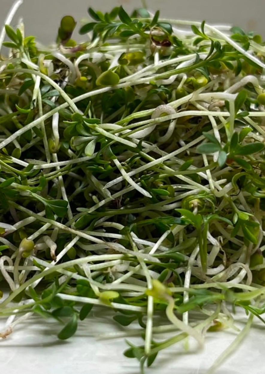 Sprouts | Watercress Sprouts - Organic Seeds- Heirloom & High-Germination Microgreen Seeds- Box of 20-25 gm