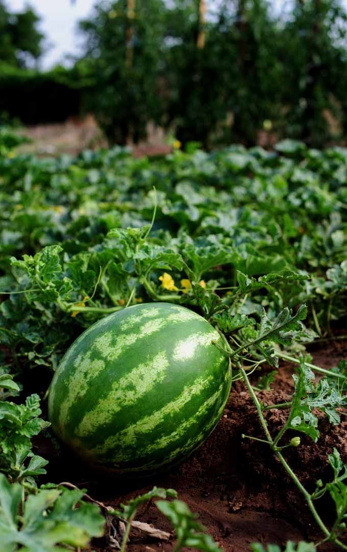 Watermelon | Aarohi Yellow Watermelon (Sonipat) - Organically Grown