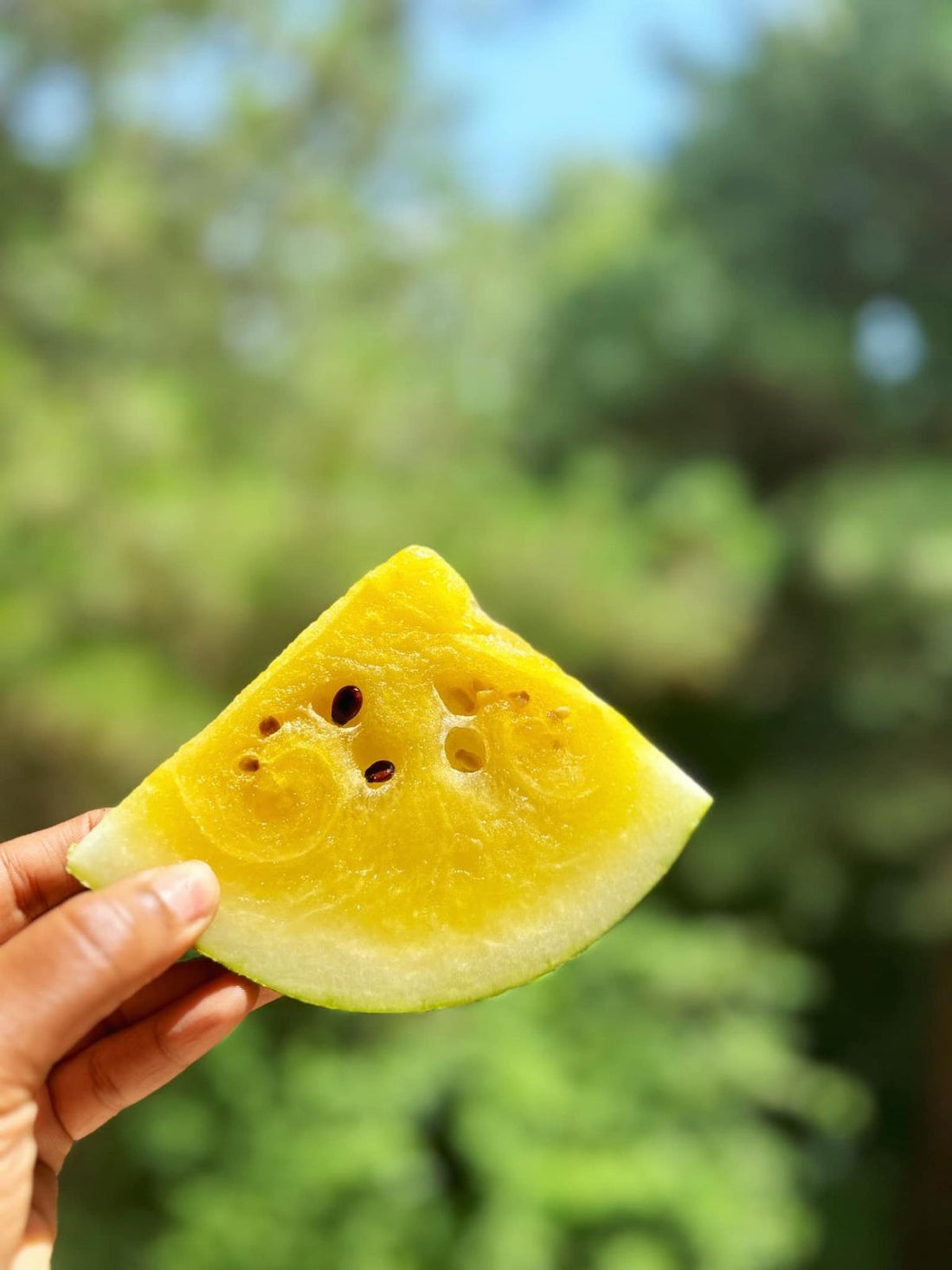 Watermelon | Aarohi Yellow Watermelon (Sonipat) - Organically Grown